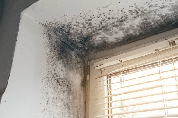 Trusted Crawl Space Mold Removal service in Manchester, WA - Cheap Mold Removal